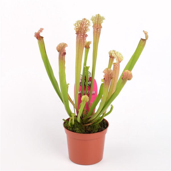 <h4>Sarracenia stevensii</h4>