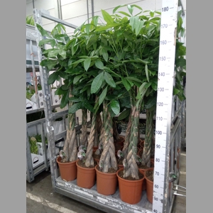 Pachira aquatica