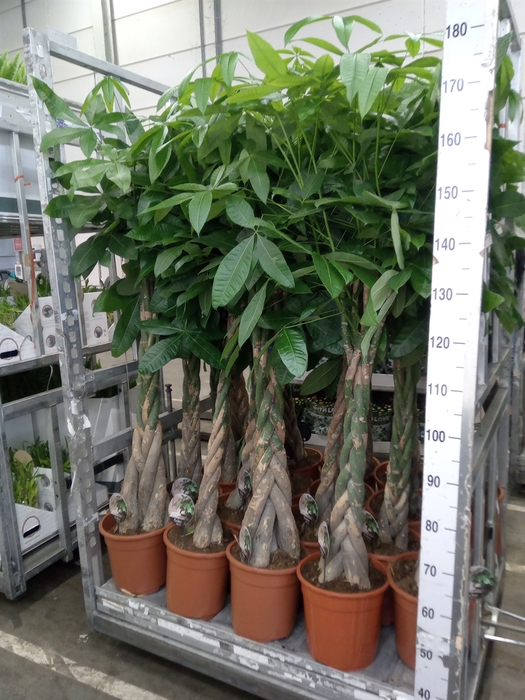 Pachira aquatica