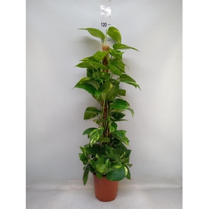 Epipremnum pinn.   ...moss stick