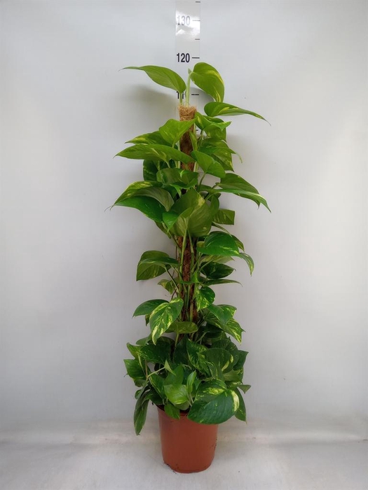 <h4>Epipremnum pinn.   ...moss stick</h4>