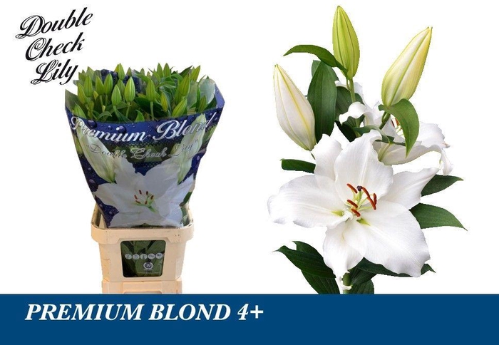 <h4>LI OR PREMIUM BLOND 4+</h4>