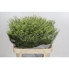 Limonium China Lemon