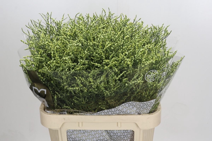 <h4>Limonium sinensis China Lemon</h4>