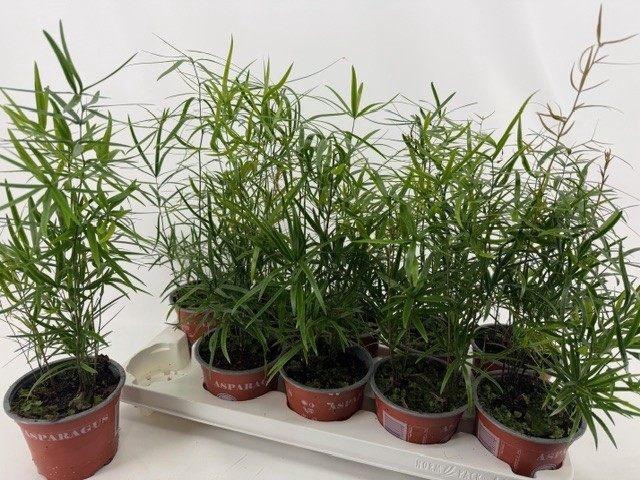 <h4>ASPAR FALCATUS</h4>