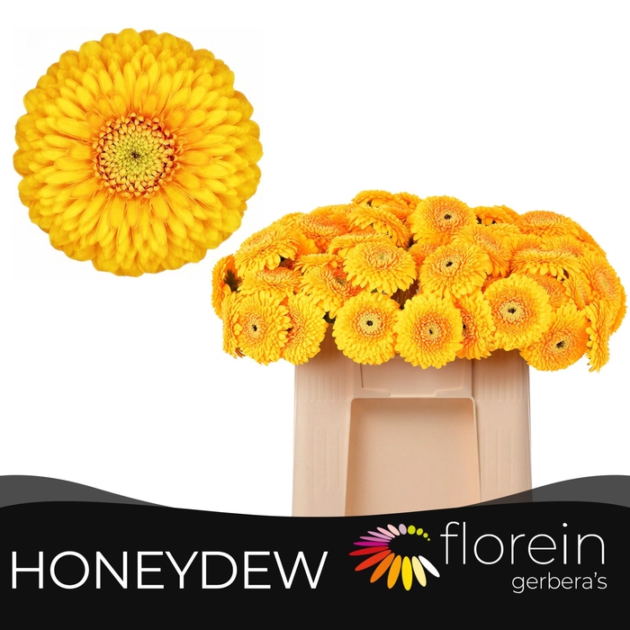 <h4>GE MB POM HONEYDEW</h4>