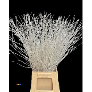 BETULA  WHITE