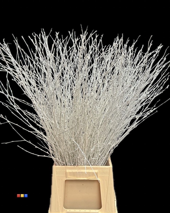 <h4>BETULA  WHITE</h4>