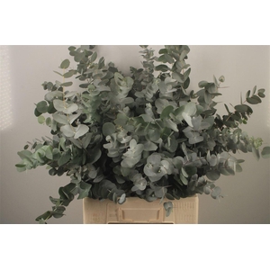 Euc Cinerea Per Bunch Za Short Spray Super