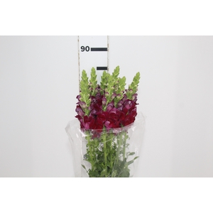 BOCA DE LEAO VINHO 070 CM