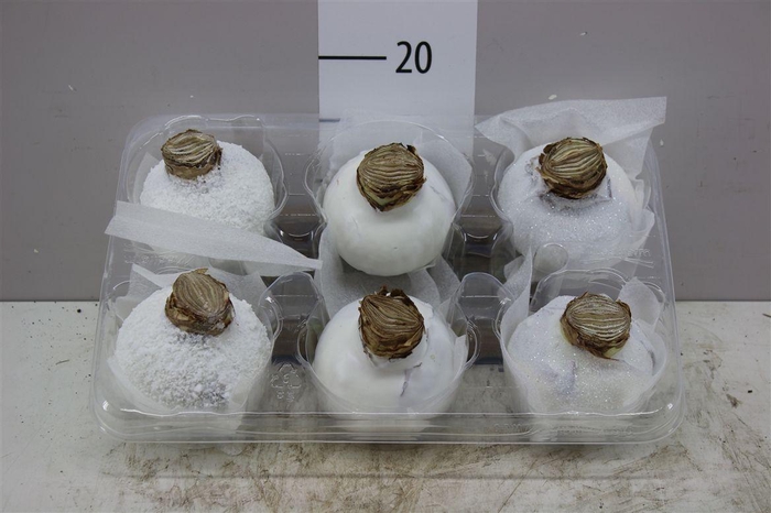 <h4>Hippeastrum Wax Snow White</h4>