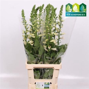 Digi Camelot Lavendender