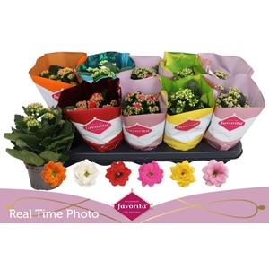 KAL GE PERF GEM 6 KL