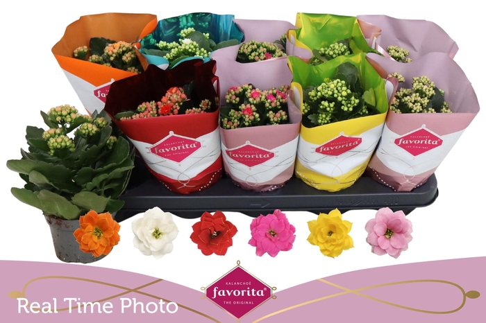 <h4>KAL GE PERF GEM 6 KL</h4>