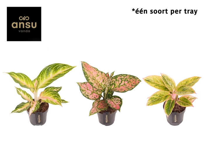 <h4>Aglaonema Pink Surprise Tray</h4>