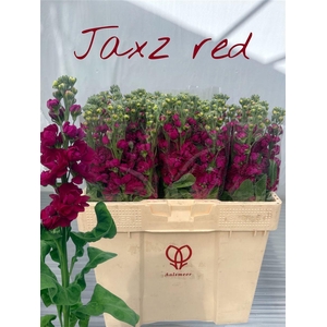 Matth Jaxz Red
