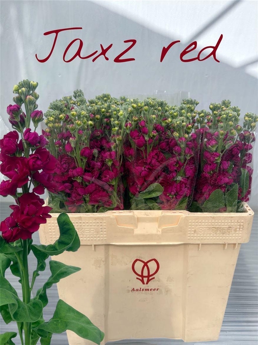<h4>Matth Jaxz Red</h4>
