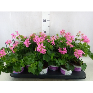 Pelargonium pelt. 'Balkon Lila'