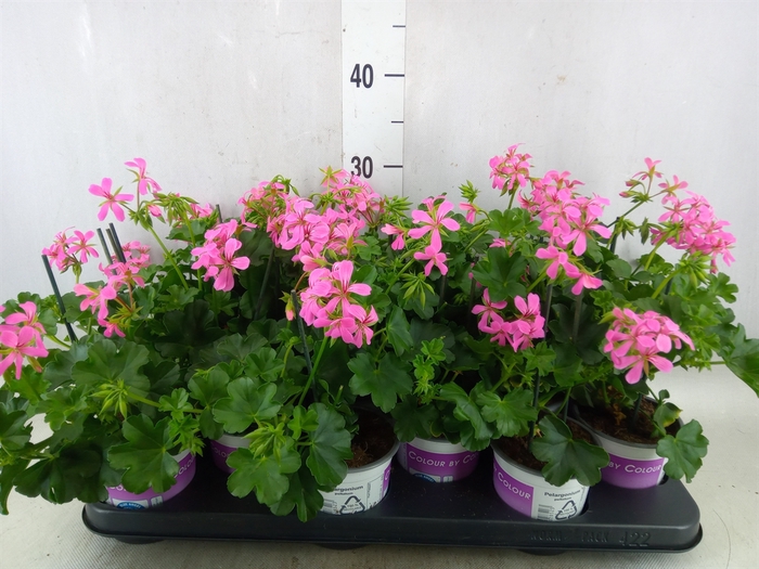 <h4>Pelargonium pelt. 'Balkon Lila'</h4>