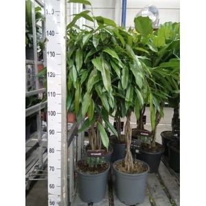 Ficus binn. 'Amstel King'