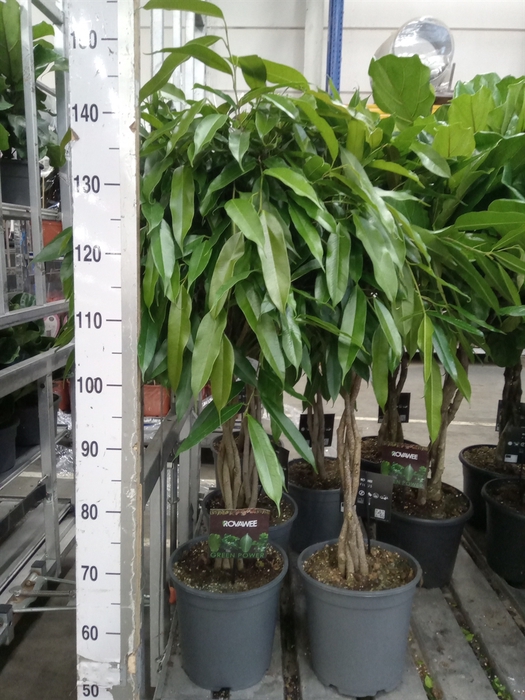 <h4>Ficus binn. 'Amstel King'</h4>