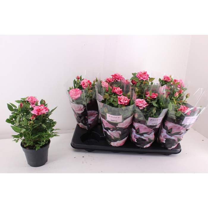 <h4>RO GANNA HIT</h4>