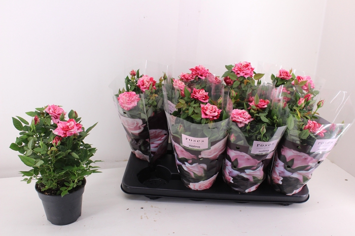 <h4>RO GANNA HIT</h4>