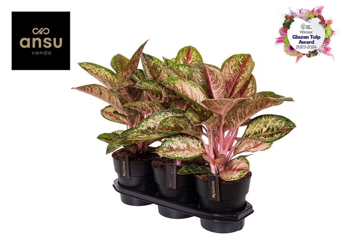 Aglaonema Painted Celebration