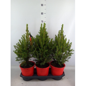 Picea glauca 'Conica'