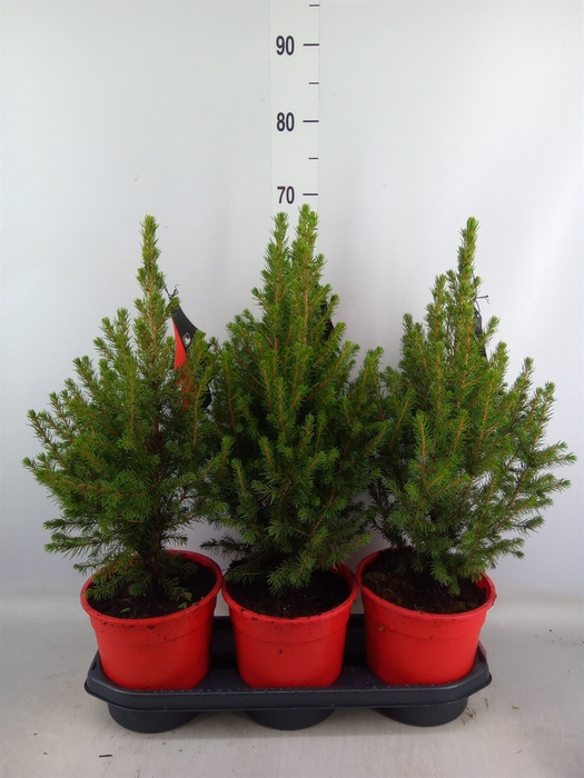 <h4>Picea glauca 'Conica'</h4>