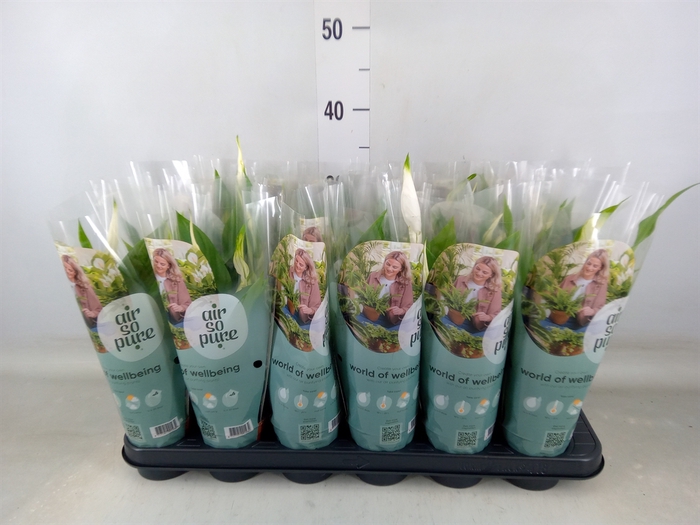<h4>Spathiphyllum  'Pearl Cupido'</h4>