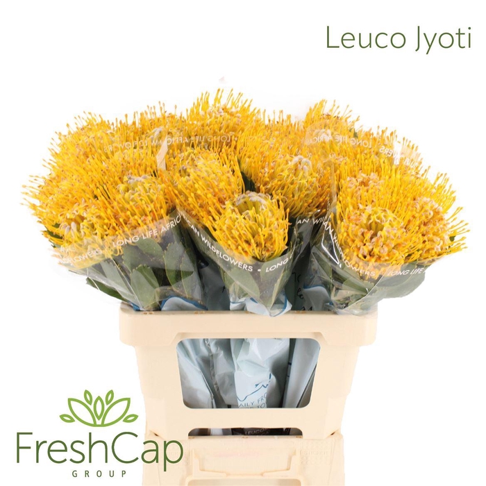 <h4>Leuco Jyoti</h4>