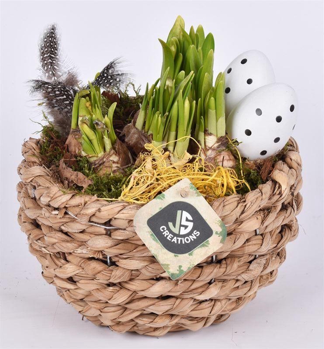 <h4>Mais mand 18cm</h4>