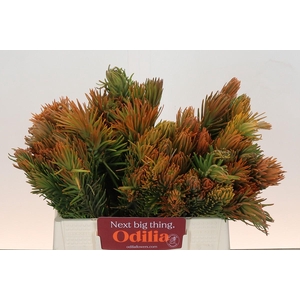 Kaaps Groen Retzia Carpensis