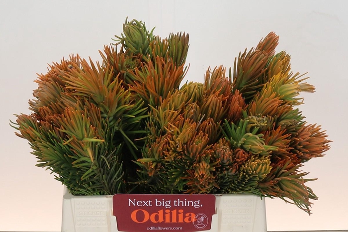 <h4>Kaaps Groen Retzia Carpensis</h4>