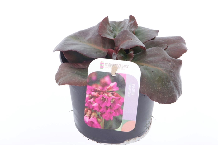<h4>Bergenia shoeshine rose</h4>