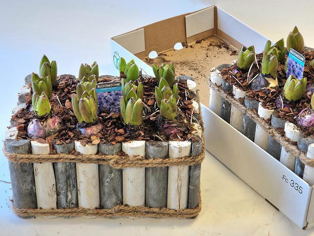 <h4>ARR HYACINTH</h4>