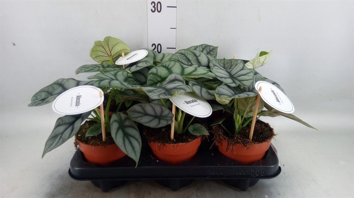 <h4>Alocasia   ...</h4>