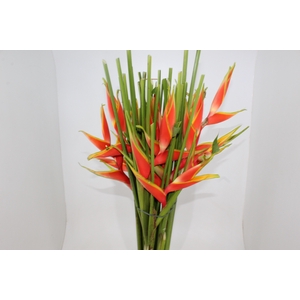HELICONIA BIHAI P24