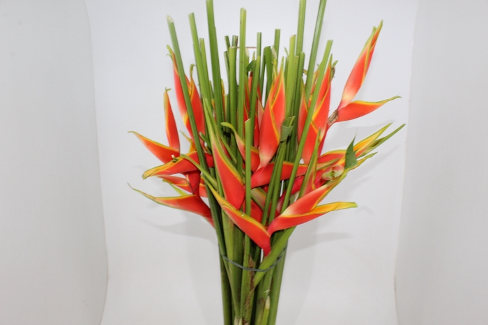 HELICONIA BIHAI P24