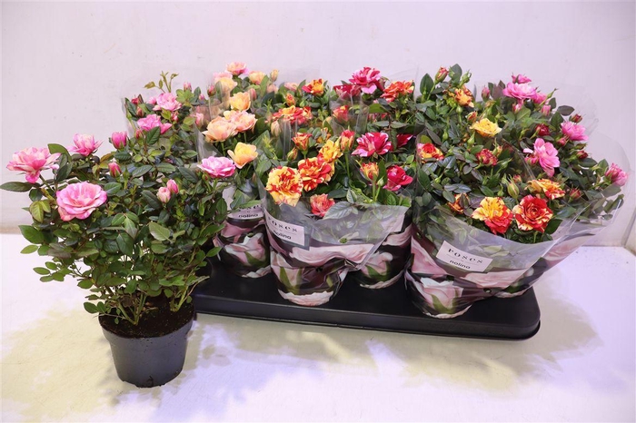 <h4>arr8 Ro Victory Gem</h4>