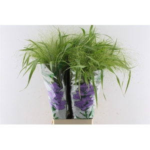 Panicum Fountain