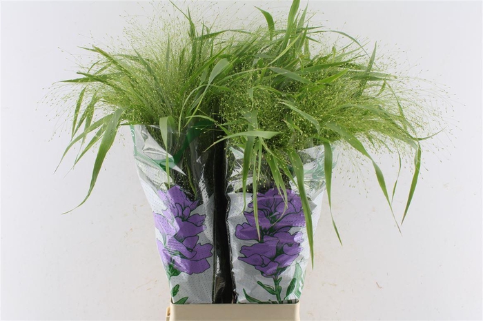 <h4>Panicum Fountain</h4>