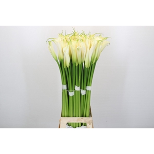 Zantedeschia Eydolls White