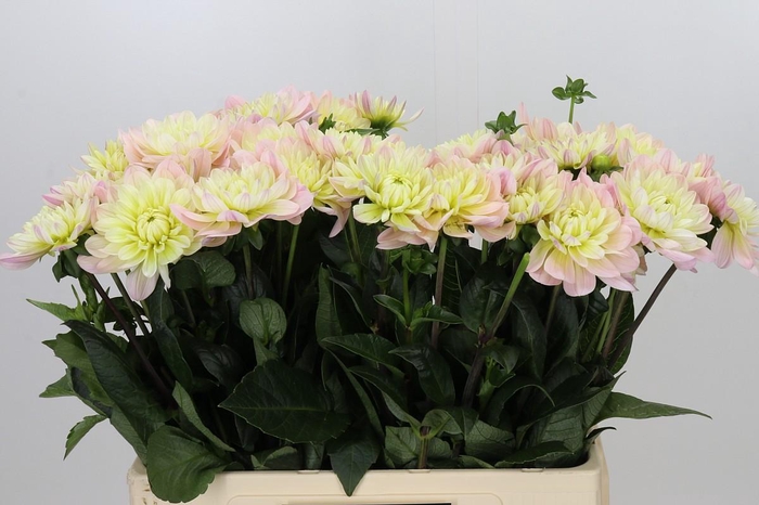 <h4>Dahlia Dianas Memory</h4>