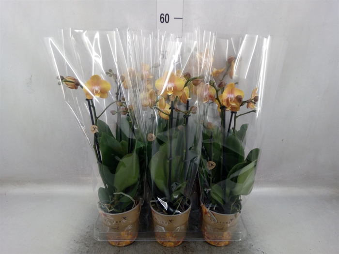 <h4>Phalaenopsis multi. 'Ant Las Vegas'</h4>