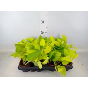 Epipremnum pinn. 'Golden Pothos'