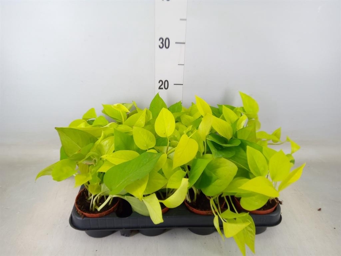 <h4>Epipremnum pinn. 'Golden Pothos'</h4>