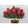 Protea Venus