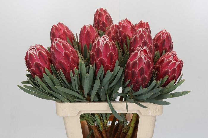<h4>Protea Venus</h4>